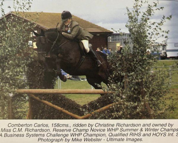 Caballo Comberton Carlos (Pony de Monta Británico, 1994, de Ottergayle xx)