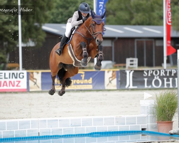 Springpferd Calina (Zangersheide Reitpferd, 2011, von Chippendale Z)