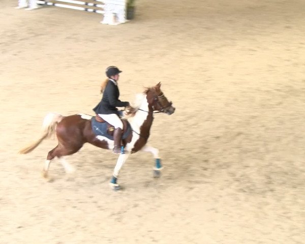 Reitturnier Schaffhausen 2024