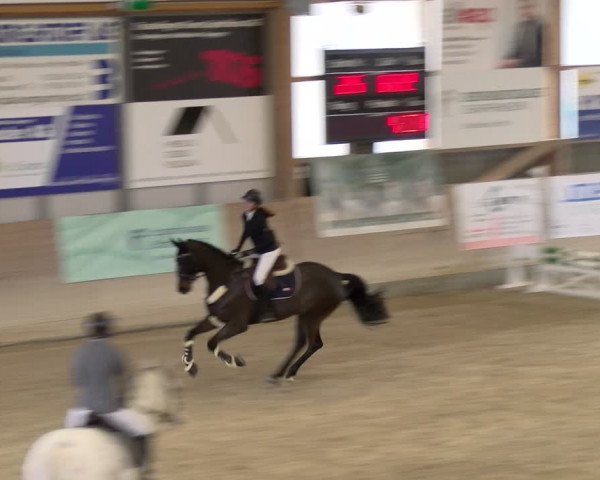 Reitturnier Schaffhausen 2024