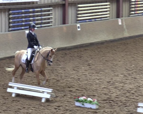 Reitturnier Springe 2024