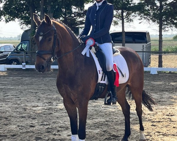 jumper Solero R (German Riding Pony, 2018, from Szenario)