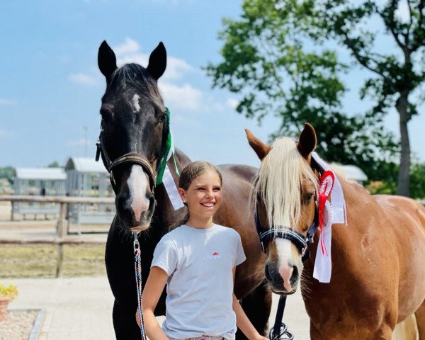 broodmare Cookies Cream R (German Sport Horse, 2015, from Casiro I)