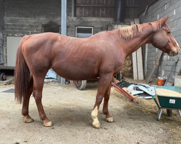 broodmare Bilitis de Vesram (KWPN (Royal Dutch Sporthorse), 2011, from Mermus R)