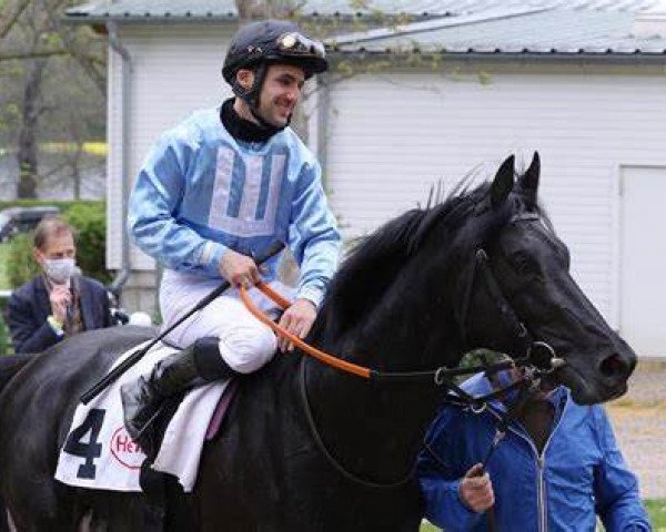 stallion Elegant Maximus xx (Thoroughbred, 2018, from Maxios xx) stallion Elegant Maximus xx (Thoroughbred, 2018, from Maxios xx)