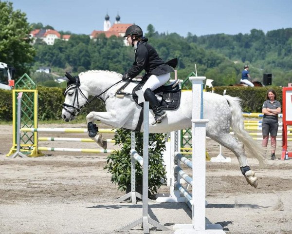 dressage horse Leonhards Nero (Leonharder, 2010, from Naviero 3)