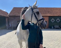 jumper White Lace (KWPN (Royal Dutch Sporthorse), 2011)