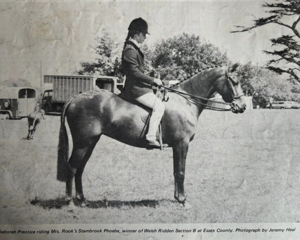 broodmare Stambrook Phoebe (Welsh-Pony (Section B), 1975, from Glansevin Melick)