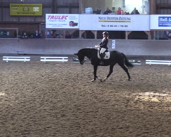 Reitturnier Springe 2024
