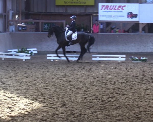 Reitturnier Springe 2024