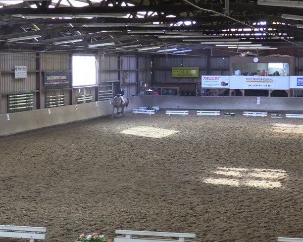 Reitturnier Springe 2024