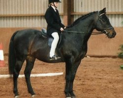 stallion Crimchard Talisman (British Riding Pony, 1972, from Diplopia xx)