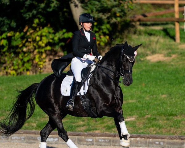 dressage horse Star of Delight (Rhinelander, 2010, from Silberschmied)