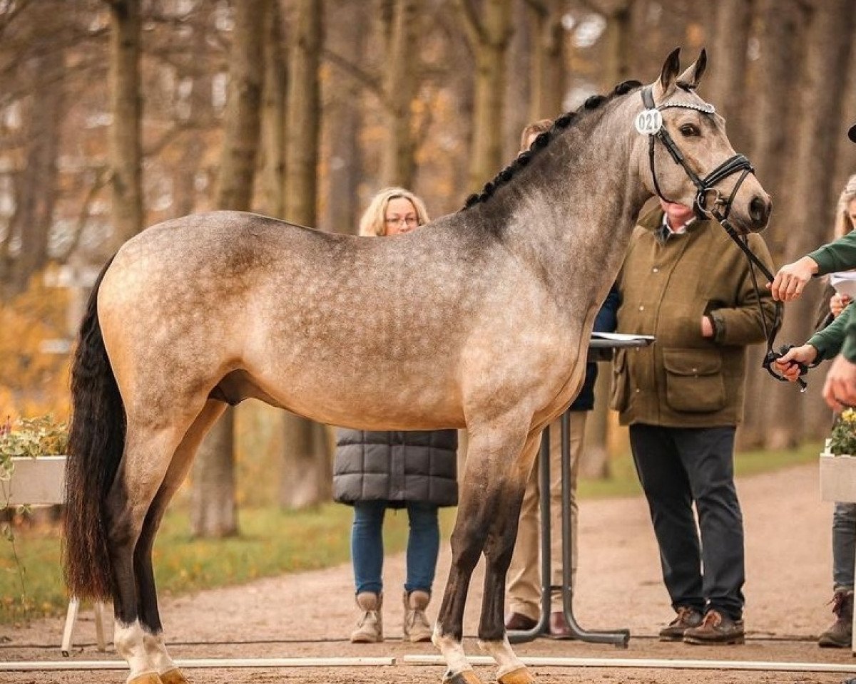 stallion Darino WS (German Riding Pony, 2021, from Dating AT NRW)
