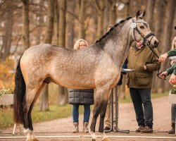 stallion Darino WS (German Riding Pony, 2021, from Dating AT NRW)