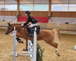 dressage horse Ducati 38 (German Riding Pony, 2016, from D-Day AT)