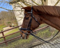 dressage horse King Olav (unknown,  )
