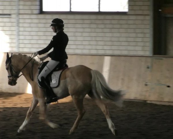 Reitturnier Hildesheim- Marienburg 2024