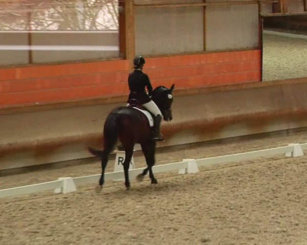 Reitturnier Tremsdorf, Eichenhof 2024