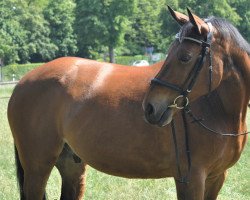 jumper Vescovato 2 (Hanoverian, 2008, from Vesuv 35)