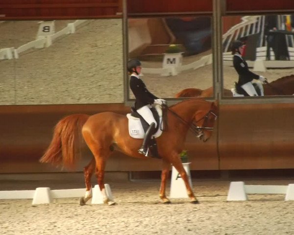 Reitturnier Tremsdorf, Eichenhof 2024