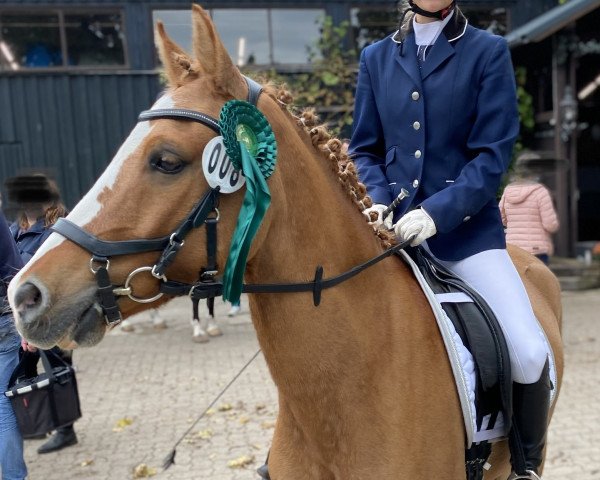 Pferd Der Gerät (Deutsches Reitpony, 2014, von Dimension AT NRW)