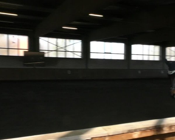 Reitturnier Hildesheim- Marienburg 2024