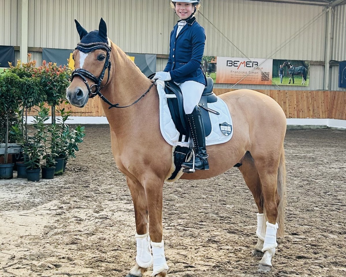 Cavallo da Dressage del Classico 3 (Pony da Sella Tedesco, 2017, di Der Classicer)