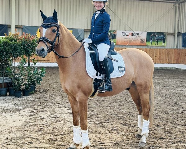 dressage horse del Classico 3 (German Riding Pony, 2017, from Der Classicer)