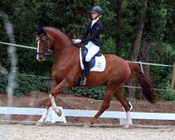 Dressurpferd Fantastico 60 (Hannoveraner, 2010, von Fürst Nymphenburg)