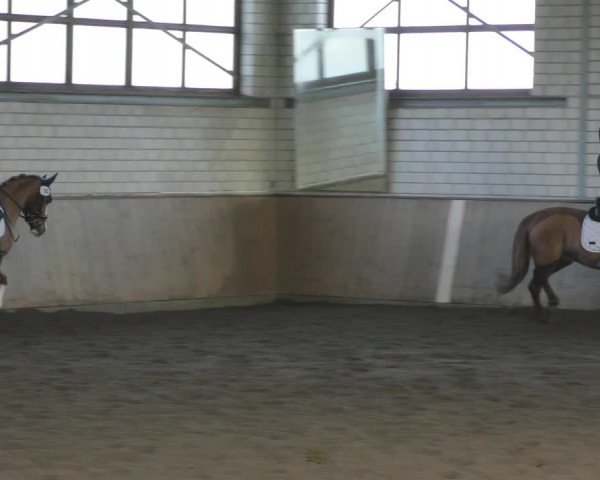 Reitturnier Hildesheim- Marienburg 2024