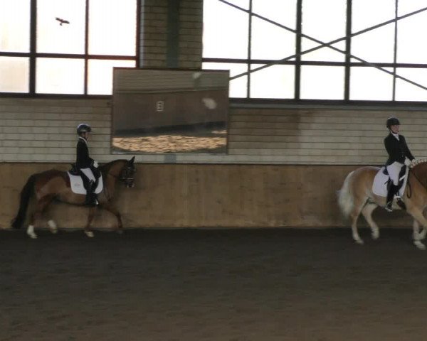Reitturnier Hildesheim- Marienburg 2024