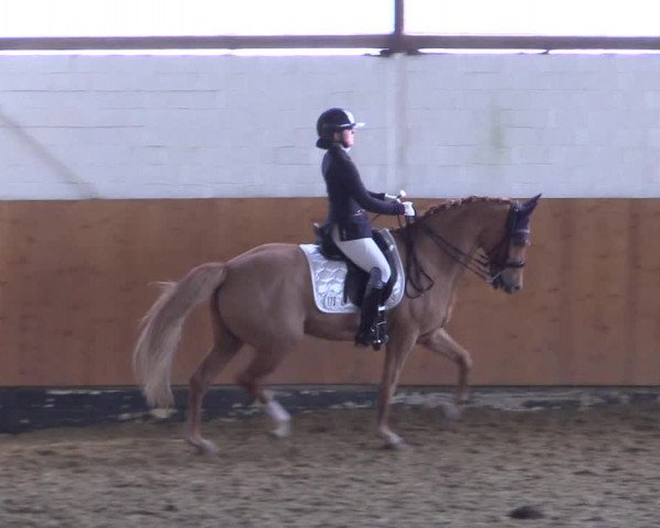Reitturnier Datteln 2024