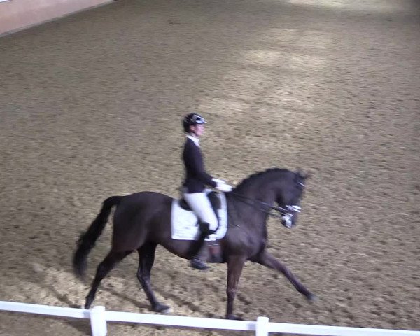 Reitturnier Datteln 2024