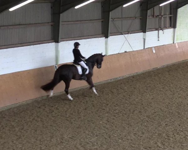 Reitturnier Datteln 2024