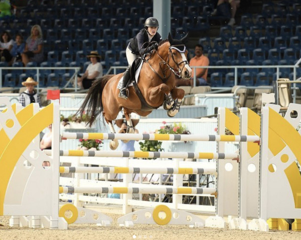 jumper Mtm Exotik (Belgian Warmblood, 2010, from Ogano Sitte)