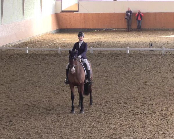 Reitturnier Datteln 2024