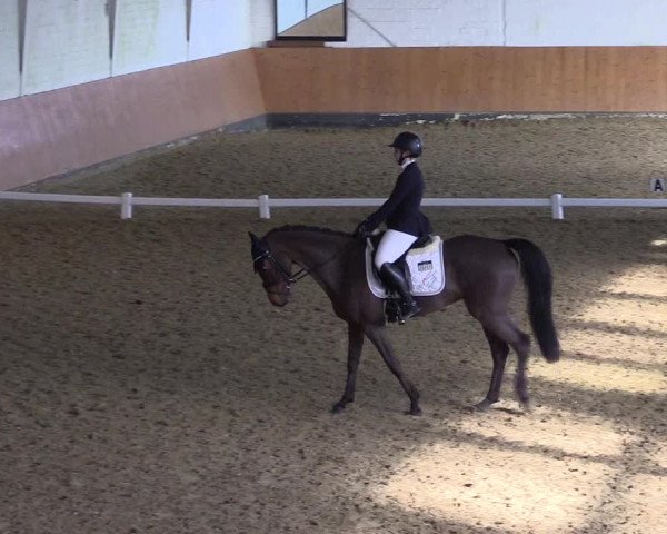 Reitturnier Datteln 2024