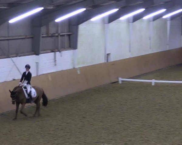 Reitturnier Datteln 2024
