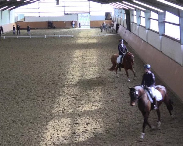 Reitturnier Datteln 2024