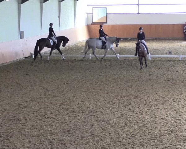 Reitturnier Datteln 2024
