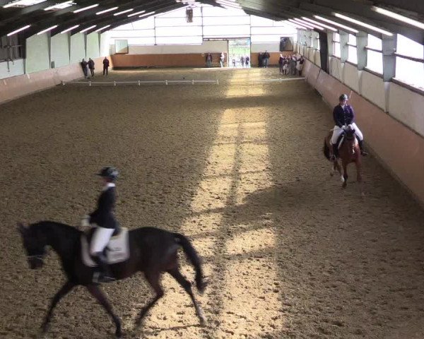 Reitturnier Datteln 2024