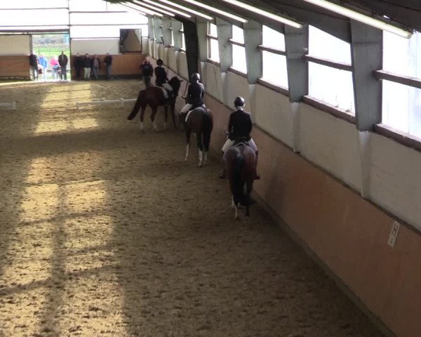 Reitturnier Datteln 2024