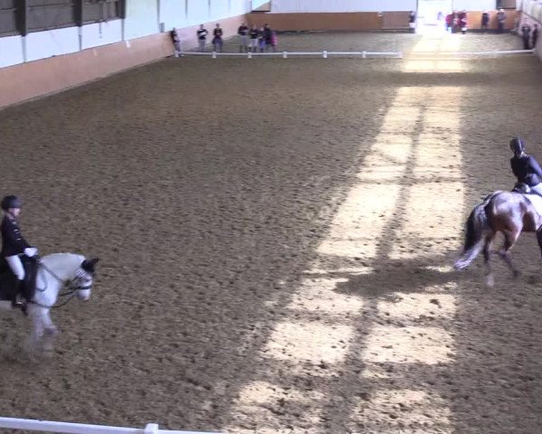 Reitturnier Datteln 2024