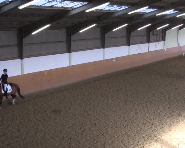 Reitturnier Datteln 2024