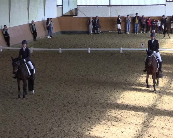 Reitturnier Datteln 2024