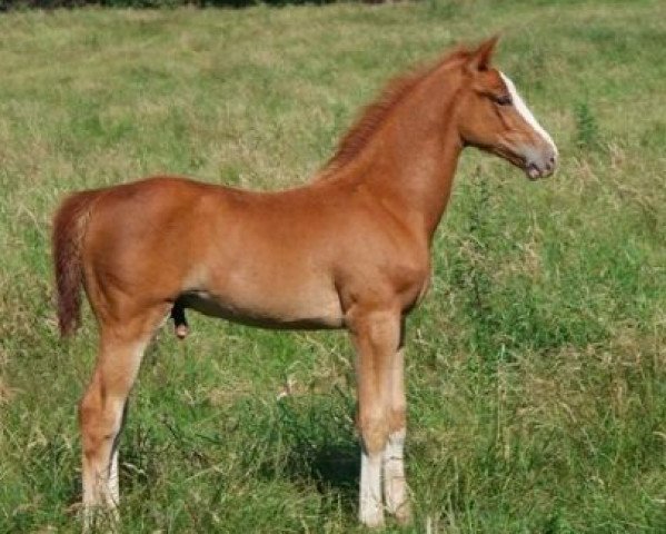 horse Indy de Lizami (Belgian Warmblood, 2008, from C'est la Vie)