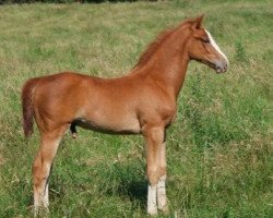 horse Indy de Lizami (Belgian Warmblood, 2008, from C'est la Vie)