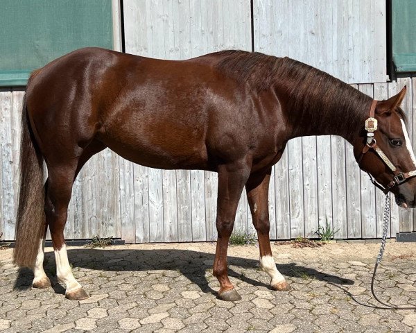 Pferd Smoke Without Fire (Paint Horse, 2020)