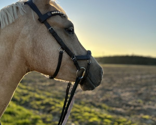 horse Sydney (Dutch riding horses and ponies with Arabic blood content, 2020, from davinci du bois)